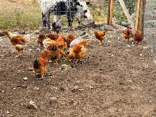 BARNYARD MIX(10)