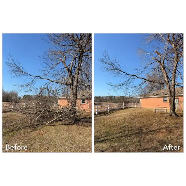 Tree/Branch Cleanup