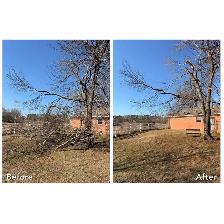 Tree/Branch Cleanup