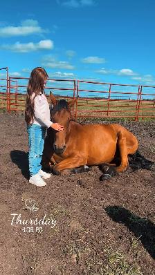 2024 Reg Iberian WB Filly