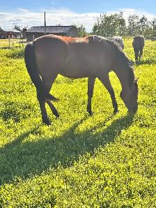 2024 Reg Iberian WB Filly - Photo 2