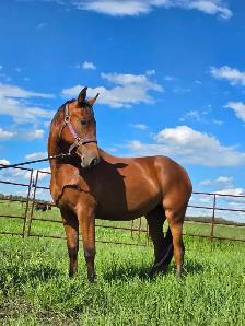 2024 Reg Iberian WB Filly - Photo 3