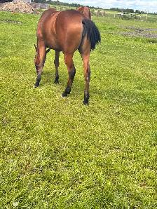 2024 Reg Iberian WB Filly - Photo 4