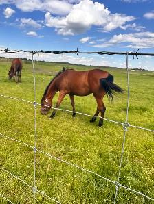 2024 Reg Iberian WB Filly - Photo 5