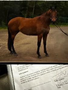 2024 Reg Iberian WB Filly - Photo 7