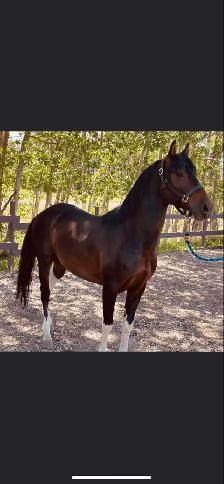 2024 Reg Iberian WB Filly - Photo 9