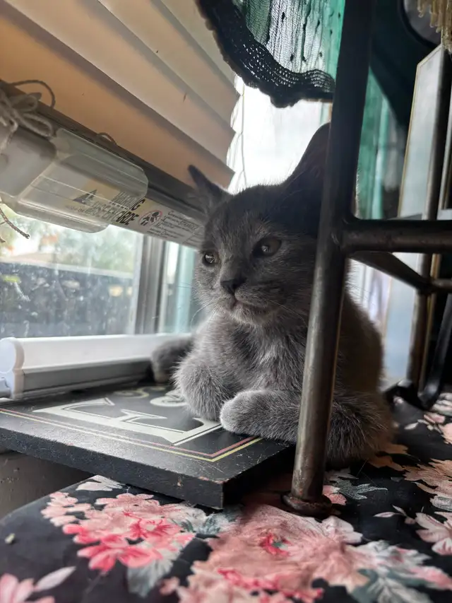 Kittens