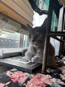 Kittens