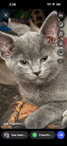 Kittens - Photo 2