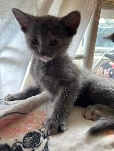 Kittens - Photo 3