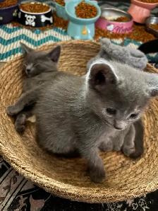 Kittens - Photo 4