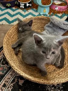 Kittens - Photo 5