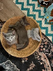 Kittens - Photo 6