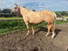 2 in 1 PROVEN AQHA Broodmare - Bred for 2027