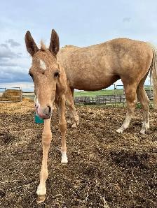 2 in 1 PROVEN AQHA Broodmare - Bred for 2027 - Photo 3