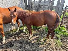 2 in 1 PROVEN AQHA Broodmare - Bred for 2027 - Photo 4