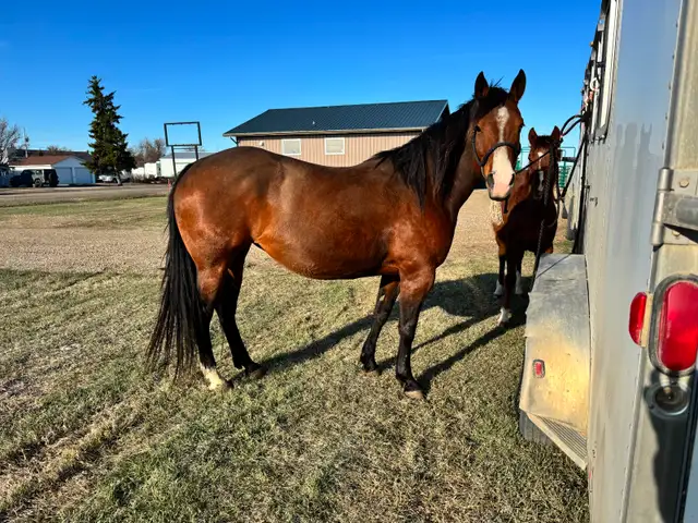 3 in 1 AQHA Broodmare BRED for 2027