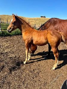 3 in 1 AQHA Broodmare BRED for 2027 - Photo 3