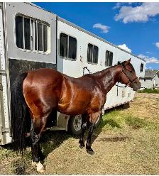 3 in 1 AQHA Broodmare BRED for 2027 - Photo 5