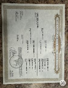 3 in 1 AQHA Broodmare BRED for 2027 - Photo 6