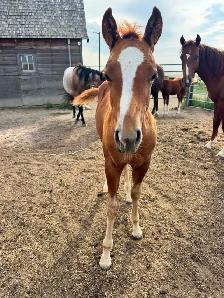 2026 AQHA Stud Colt WITH INCENTIVES!
