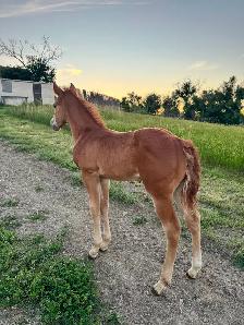 2026 AQHA Stud Colt WITH INCENTIVES! - Photo 3