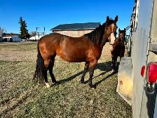 2026 AQHA Stud Colt WITH INCENTIVES! - Photo 5