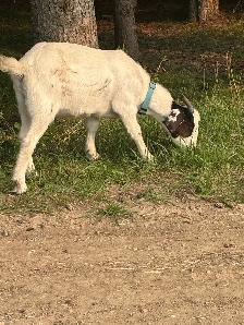 Goat herd