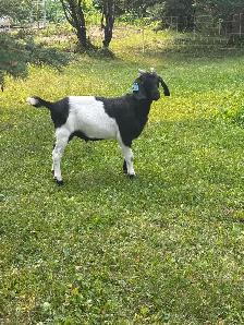Goat herd - Photo 2