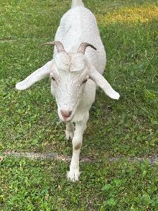 Goat herd - Photo 3