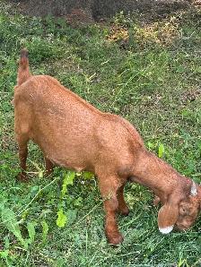 Goat herd - Photo 4