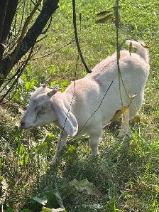 Goat herd - Photo 5