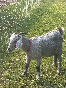 Goat herd - Photo 6