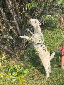 Goat herd - Photo 7