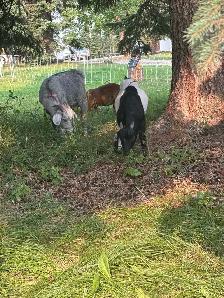 Goat herd - Photo 8