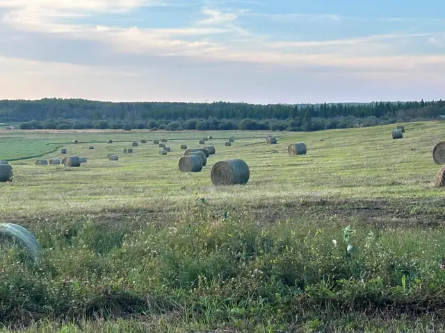 Alfalfa Round Bales