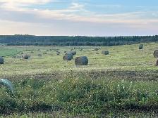Alfalfa Round Bales