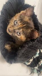 FEMALE KITTEN