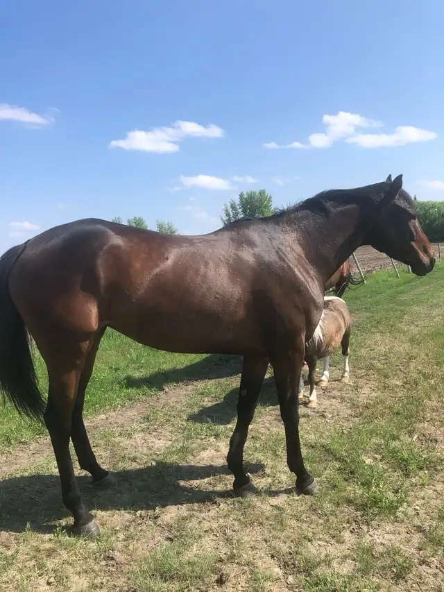 4 yr old TB mare