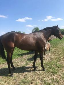 4 yr old TB mare