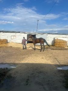 4 yr old TB mare - Photo 2