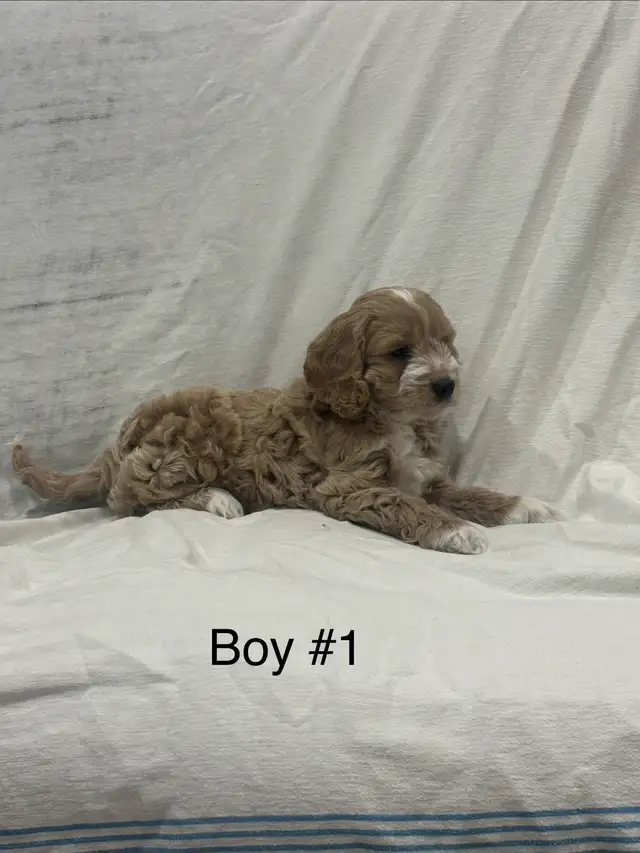 Cockapoo puppies