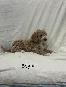 Cockapoo puppies