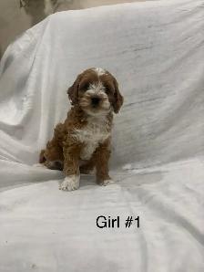 Cockapoo puppies - Photo 2