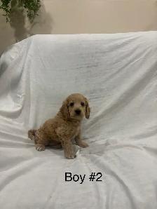 Cockapoo puppies - Photo 3