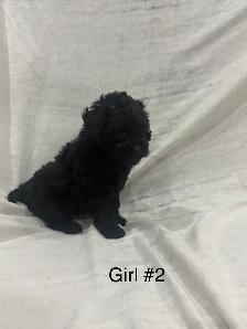 Cockapoo puppies - Photo 4