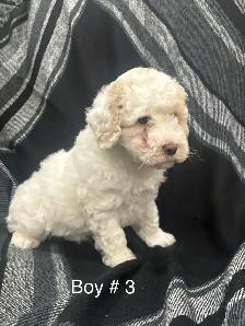 Cockapoo puppies - Photo 5