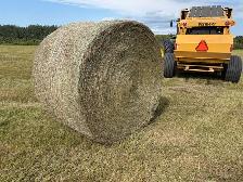 Grass hay - Photo 4