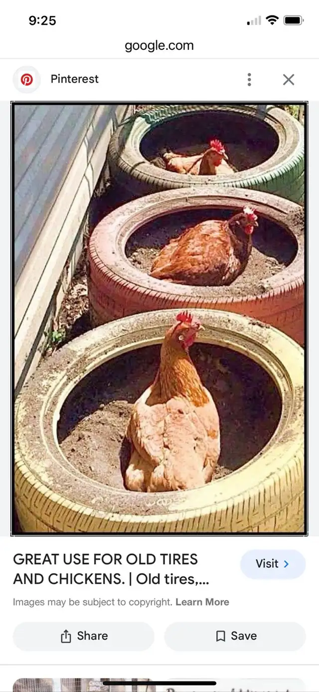 free chickens and 2 turkeys