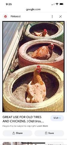free chickens and 2 turkeys